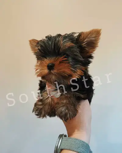 CKC Reg. Tiny size Yorkshire terrier, View more