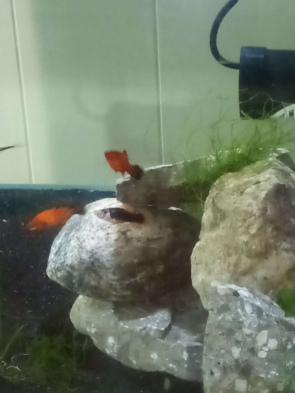Platys for sale in Fish for Rehoming in Oshawa / Durham Region - Image 3