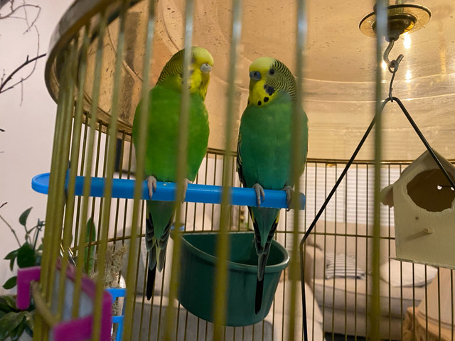Beautiful Budgie Pair w/cage in Accessories in Calgary - Image 3