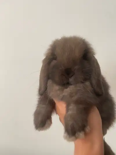 femelle bébé lapin bélier hollandais nain sociable, View more