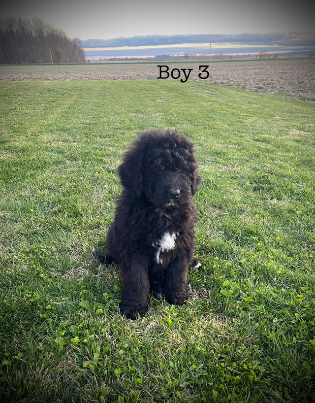 Beautiful Bernedoodle Puppies  in Dogs & Puppies for Rehoming in Pembroke