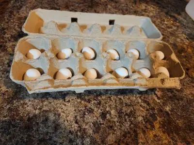 Bobwhite Quail hatching eggs, View more