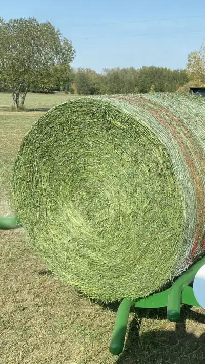 Alfalfa Haylage Bales For Sale, View more