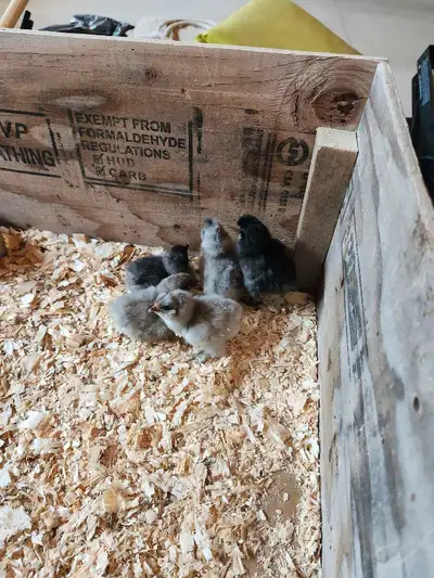 chicks 3 days old, View more