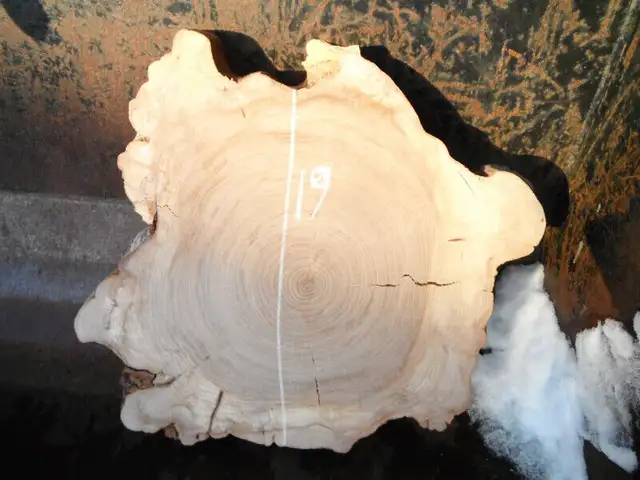 Live edge slabs in Hobbies & Crafts in Ottawa - Image 6