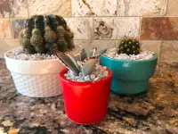 Caron’s Cacti & succulents