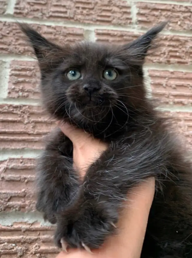Maine Coon Kittens XL