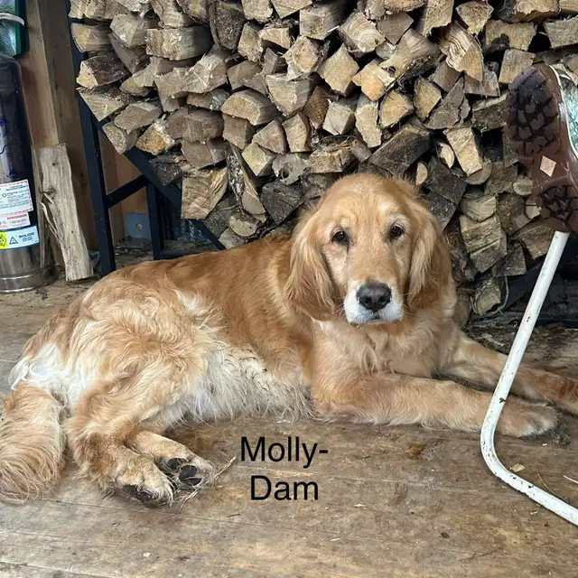 Golden Retriever Pup Waitlist in Dogs & Puppies for Rehoming in Owen Sound - Image 11