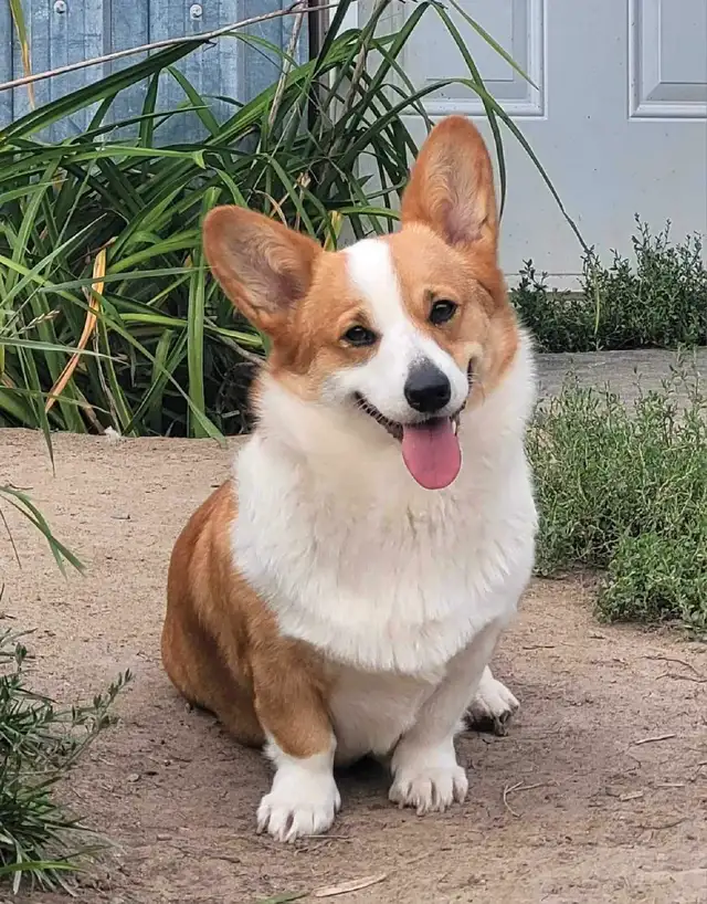 Chiots Corgi Pembrooke Welsh in Dogs & Puppies for Rehoming in Longueuil / South Shore - Image 11