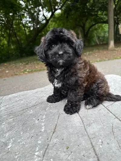 Shihpoo puppies, View more