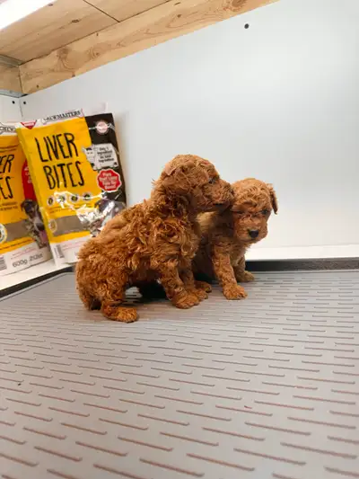 Purebred Toy Poodle Puppies, Hypoallergenic,non-shedding. MALES., View more
