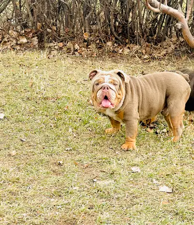 Purebred English bulldog male with full rights He is Akc registered and proven producer Lilac and ta...