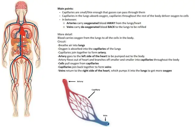 Math, Physics, Chem and Coding Tutor - Online439247117673441284