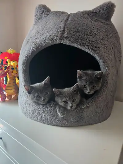 Russian blue x british shorthair mix kittens 2 and 2 females Dewormed Litter trained Friendly with o...