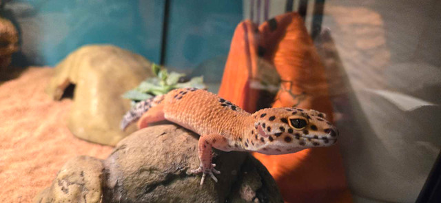 Leopard Gecko in Reptiles & Amphibians for Rehoming in Barrie - Image 3