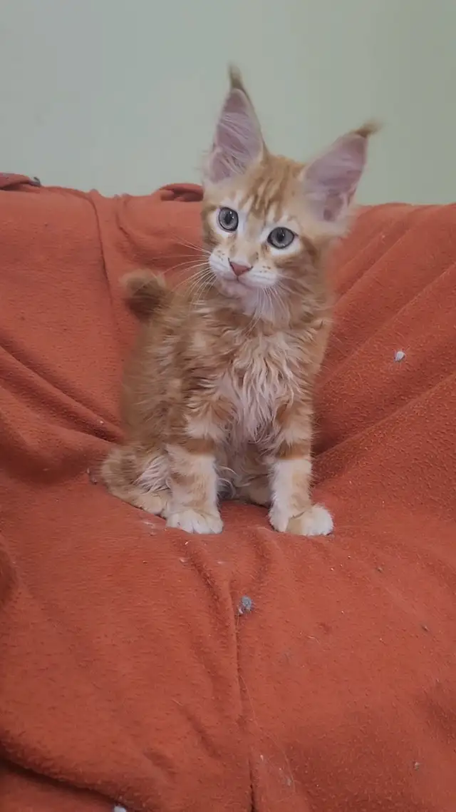 Maine Coon