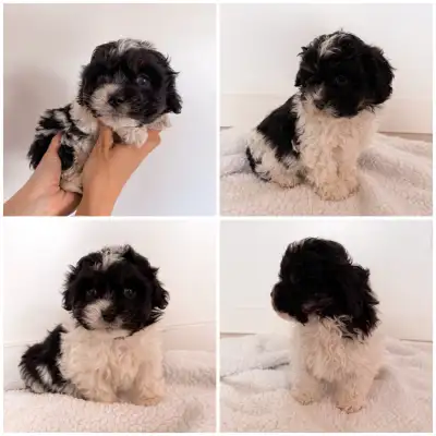 Shichipoo Puppies, View more