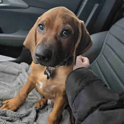 rhodesian ridgeback , View more