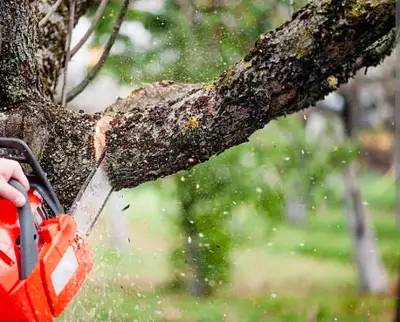 Yard lawn care /tree hedge removal/trimming, View more