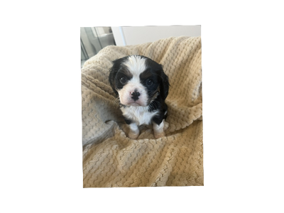 cavalier king charles, View more