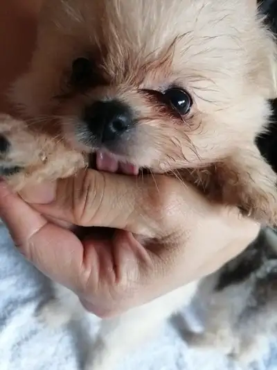 Pom puppy toy size, View more