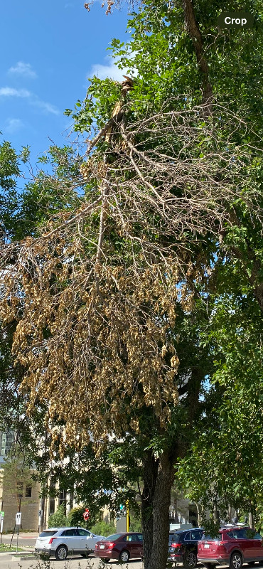 Tree Removal and Pruning in Other in Regina