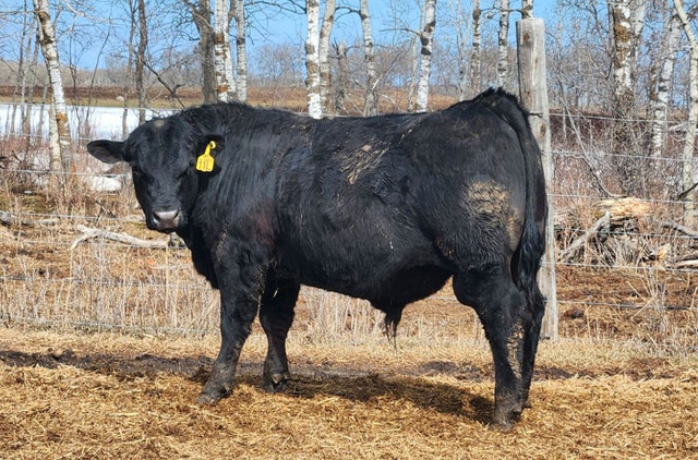 For Sale: Quality Angus Bulls in Livestock in Regina - Image 3