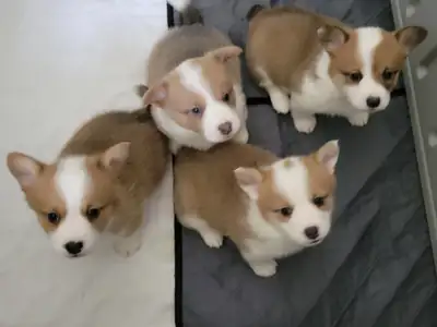 CKC Registered Purebred Welsh (Pembroke) Corgi's, View more
