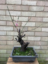 Cherry sakura bonsai
