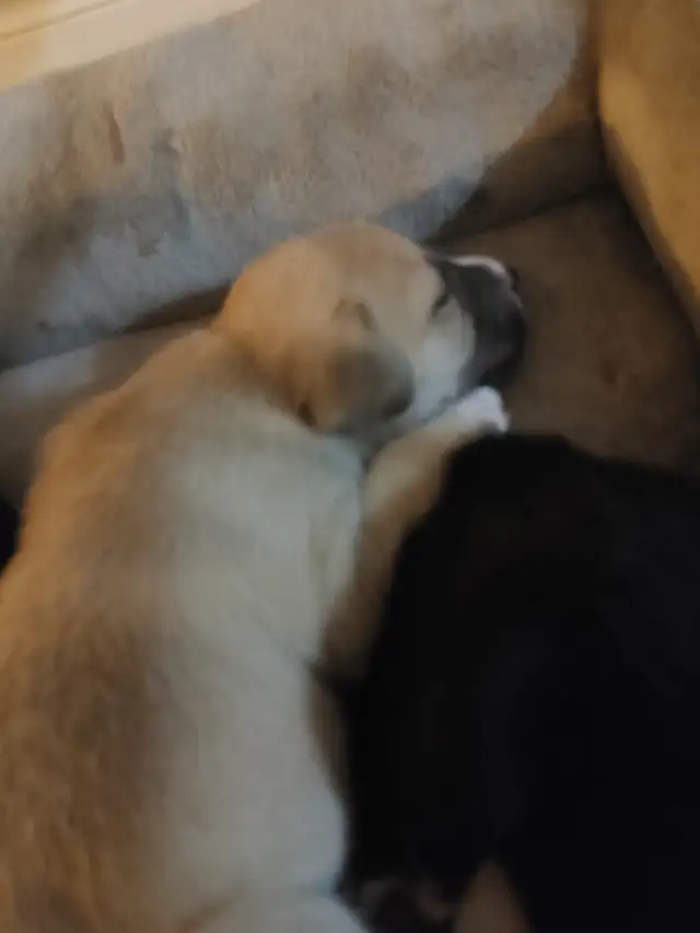 Chio a vendre husky croisé Braque almand Labrador in Dogs & Puppies for Rehoming in Lanaudière - Image 4