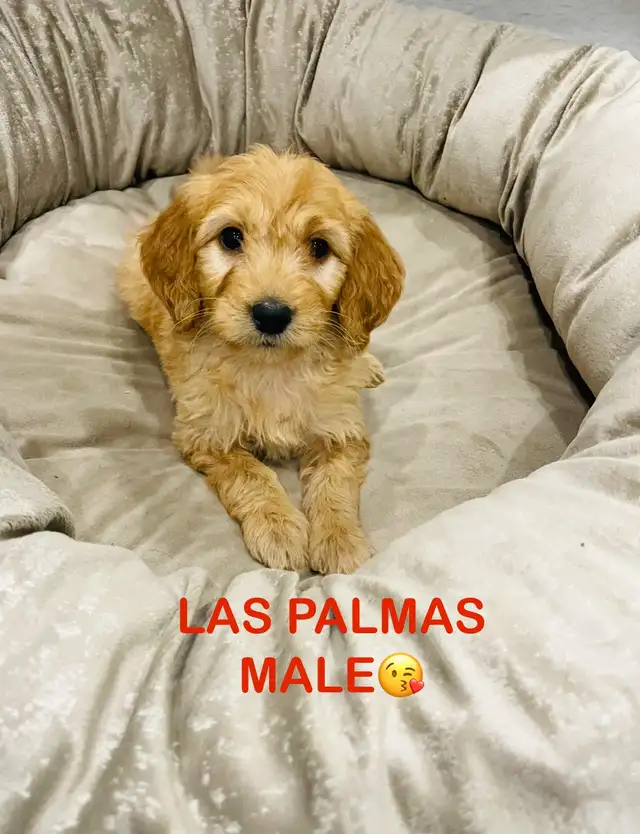 ❤️❤️Stunning Mini Goldendoodle pups❤️❤️ in Dogs & Puppies for Rehoming in City of Toronto - Image 2