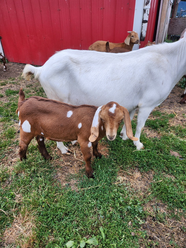 Nubian/boer doelings in Livestock in Abbotsford - Image 2
