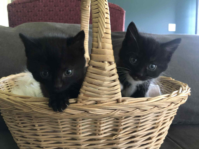 rescue kittens ❤️ in Cats & Kittens for Rehoming in Moncton - Image 3
