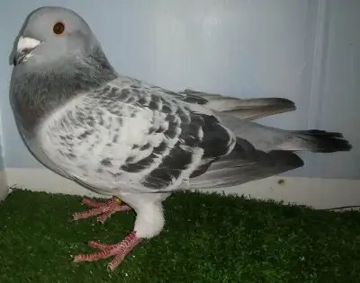 Mâle pigeon voyageur BA738, View more