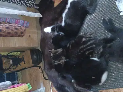 6 kittens looking for forever home. for pick up only, View more