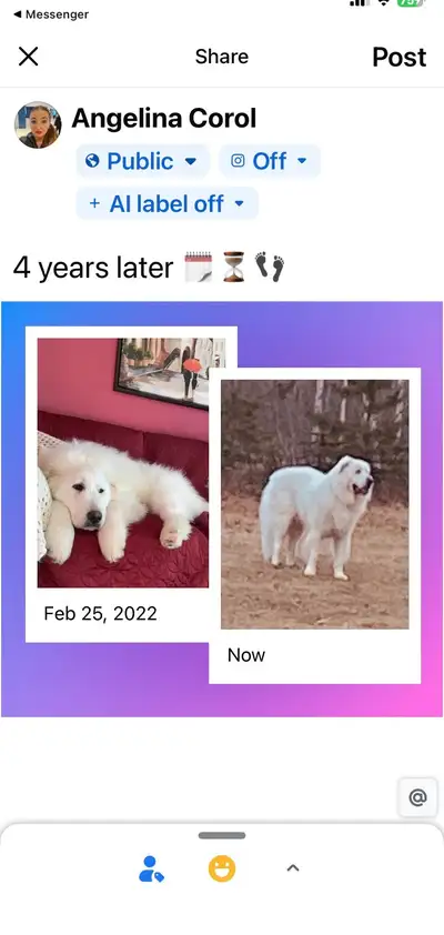 Looking for a female Great Pyrenees for breeding. Our male is purebred ,, healthy, and has a calm, f...