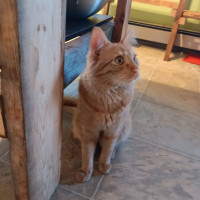 Beautiful orange cats in need of a loving home 