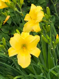 Yellow Daylilly plants for sale