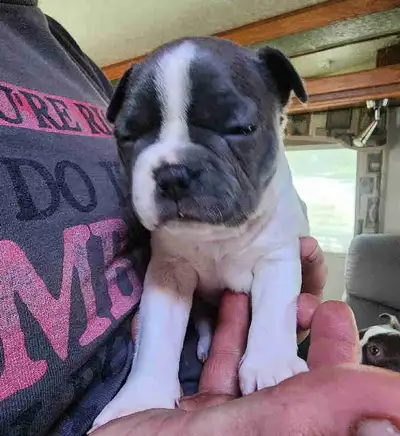 I have 2 male boston terriers and 1 female looking for a forever home. They have started paper train...