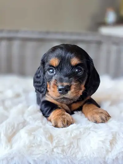 Registered Miniature Dachshund Puppies , View more