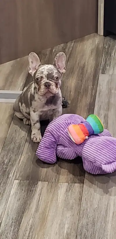 frenchie blue lilac Merle, View more