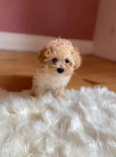Charming teddy bear Maltipoo, View more