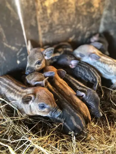 Purebred Mangalitsa Piglets, View more