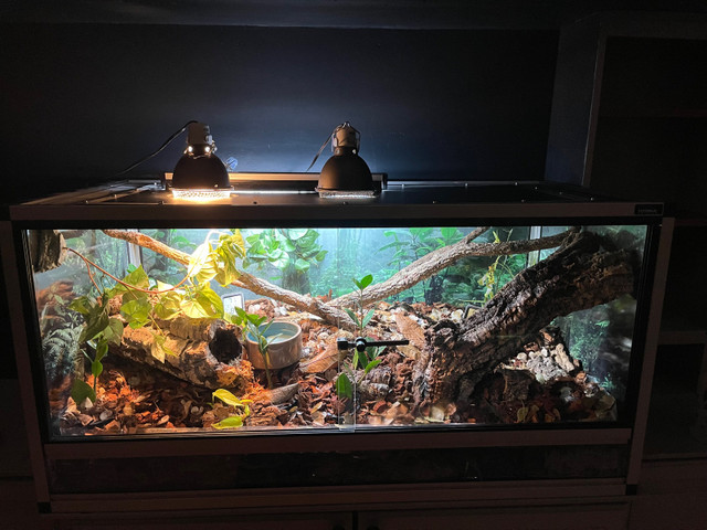 PVC Reptile Enclosure w/ Ball Python Included in Reptiles & Amphibians for Rehoming in Mississauga / Peel Region - Image 2