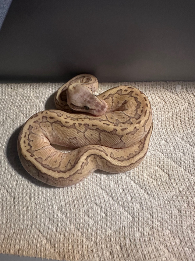 Python royal bebe dans Reptiles et amphibiens à adopter  à Laval/Rive Nord - Image 3