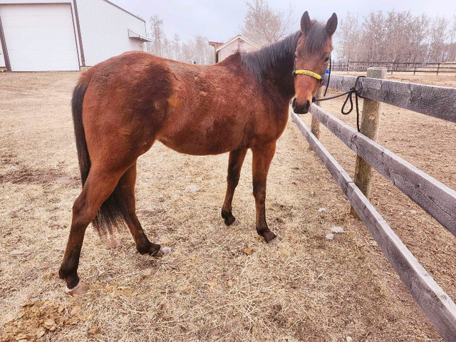 Two coming three filly in Horses & Ponies for Rehoming in Edmonton