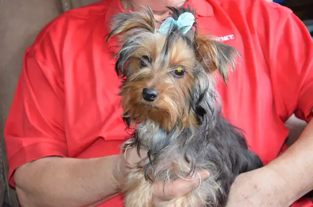 1 BOY LEFT: Yorkshire Terrier in Dogs & Puppies for Rehoming in Ottawa - Image 6