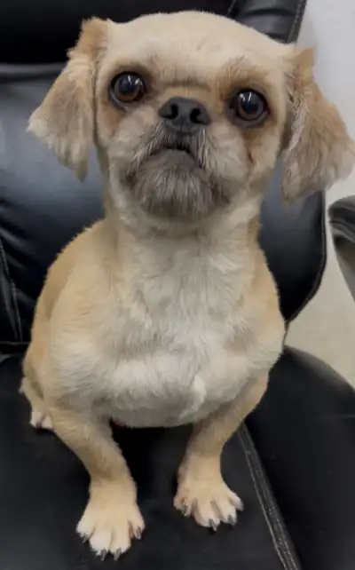 Adult Pekingese , View more