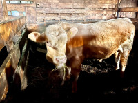  Two year-old Red Charolais Bull