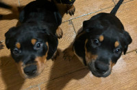 2 females Rottweiler puppies for sale